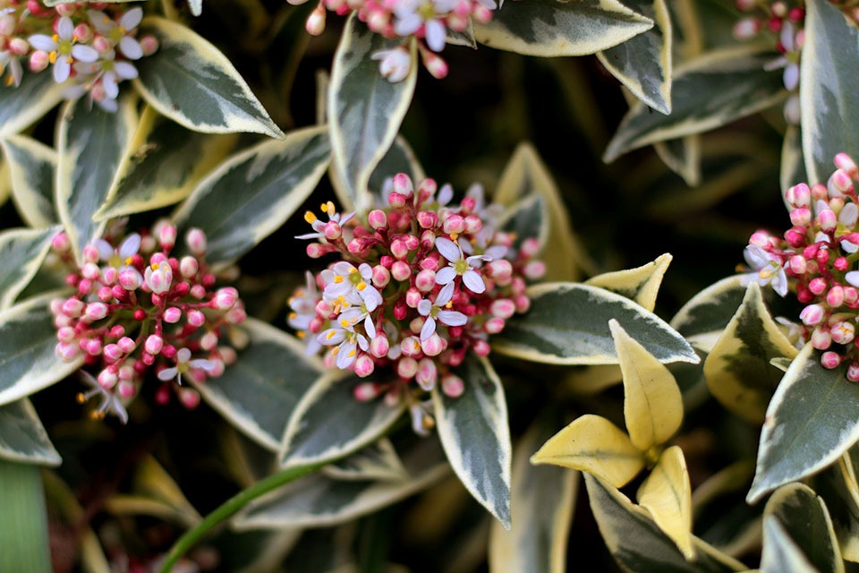 Wat betekent geel blad bij de skimmia en hoe los je dat op?