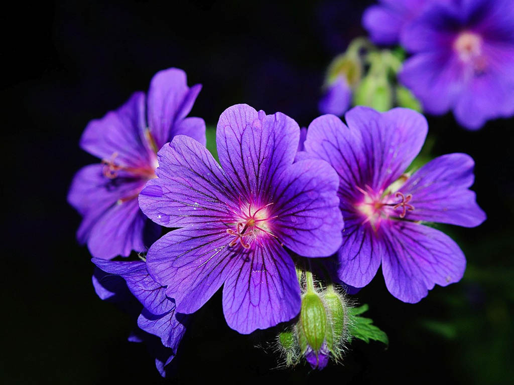 Ooievaarsbek in tuin