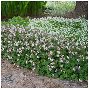 Geranium x cantabrigiense Biokovo