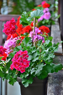 Pelargonium in bloempot