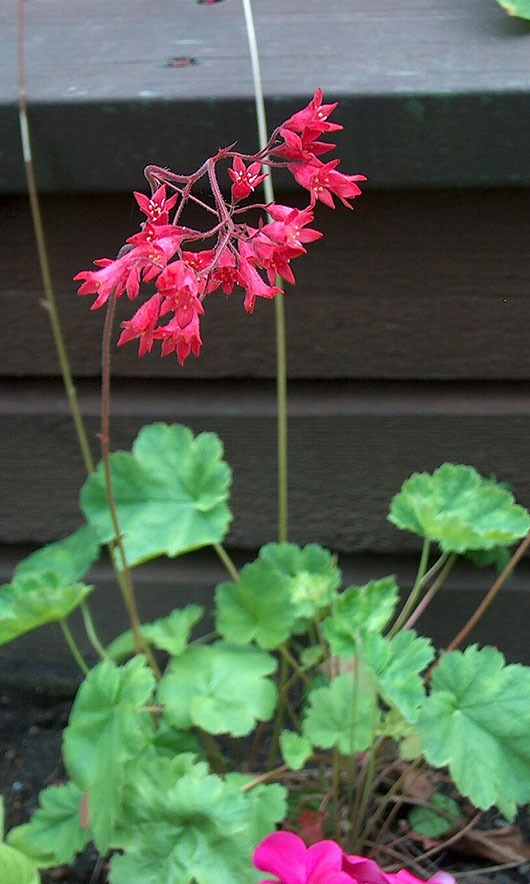 Welke standplaats kiest de Heuchera?