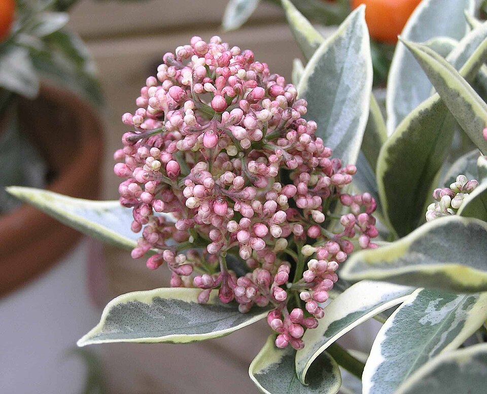 Hoe herken je Skimmia japonica 'Magic Marlot' en wat maakt deze dwergskimmia bijzonder?