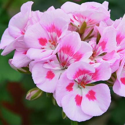 Geranium sanguineum striatum