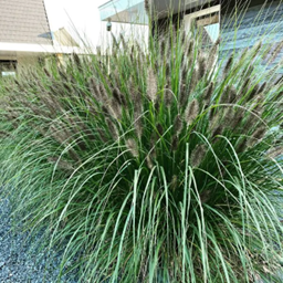 Welke siergrassen zijn geschikt als afscheiding?