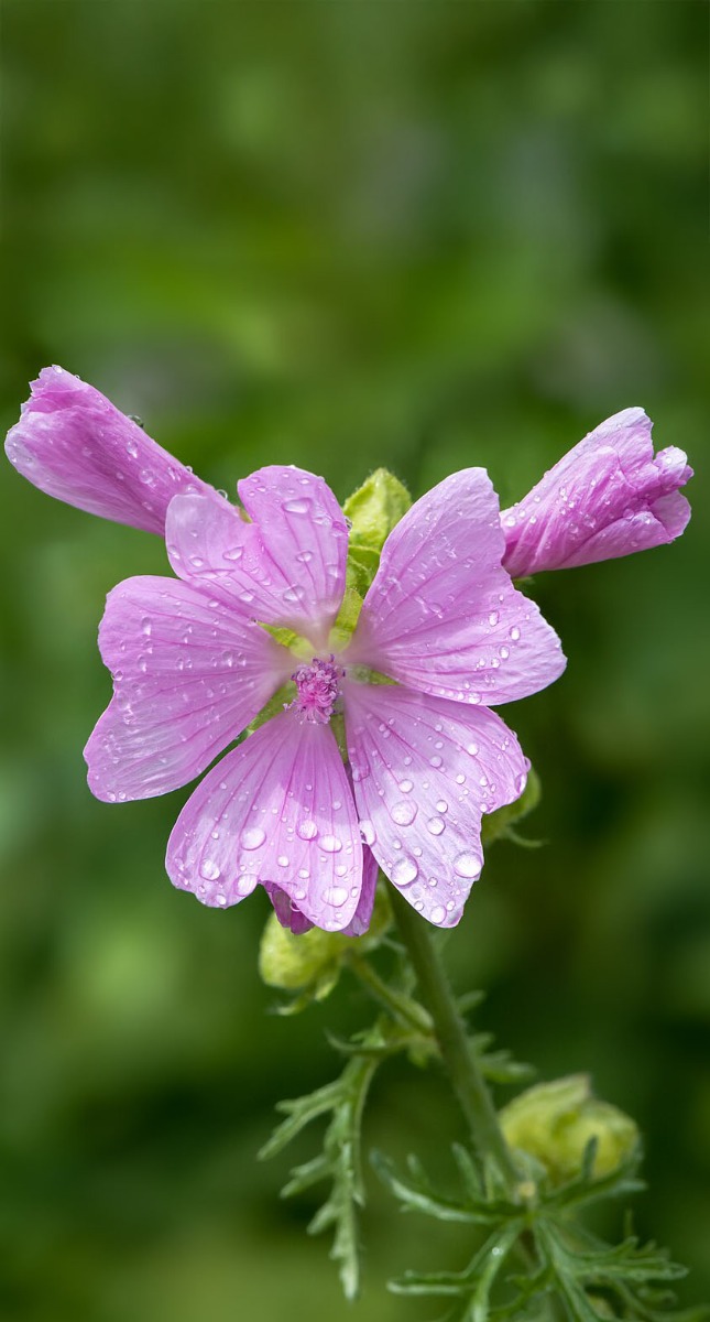 Waarom zou je lavatera in je tuin willen?