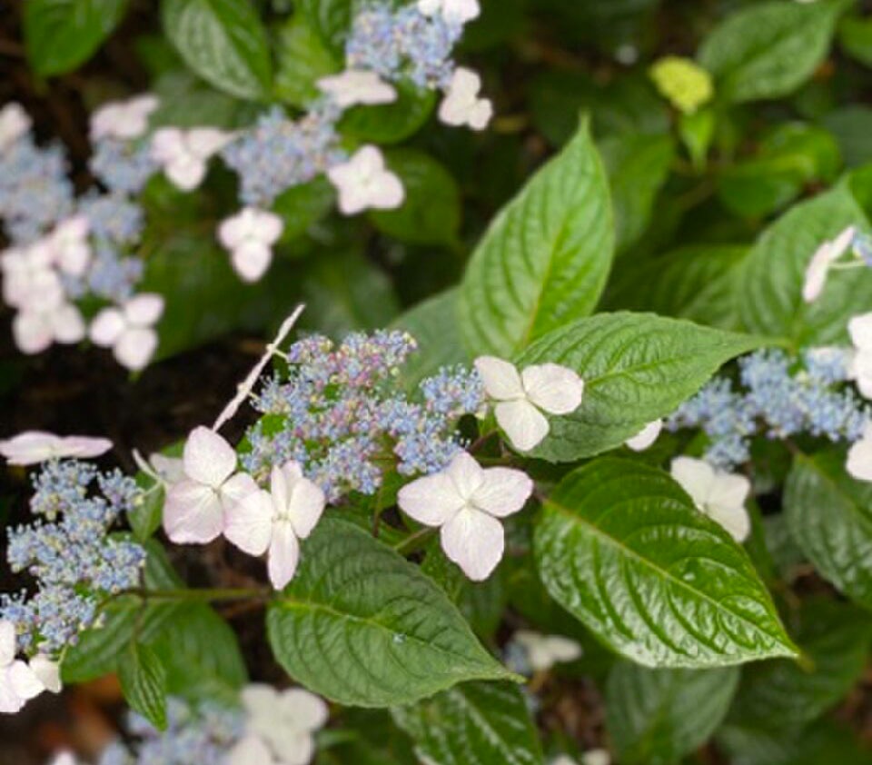 wat moet je niet planten in de buurt van duizendblad