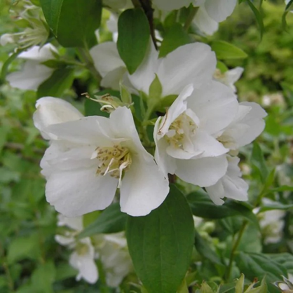 Philadelphus ‘Manteau d’Hermine’ - boeren jasmijn