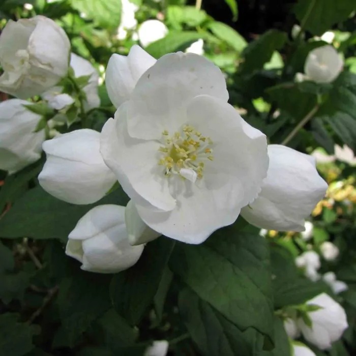 populaire soorten boerenjasmijn - philadelphus virginal