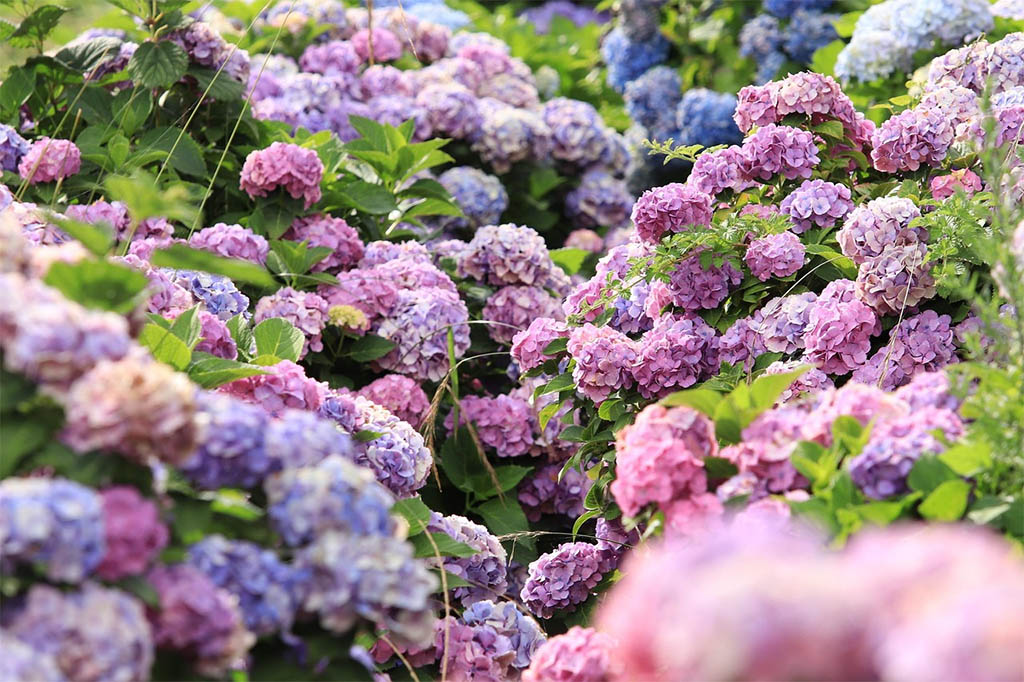 Welke planten gedijen het beste in jouw tuin?