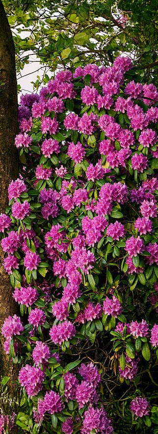 Waar moet je bij de rhododendron op letten?