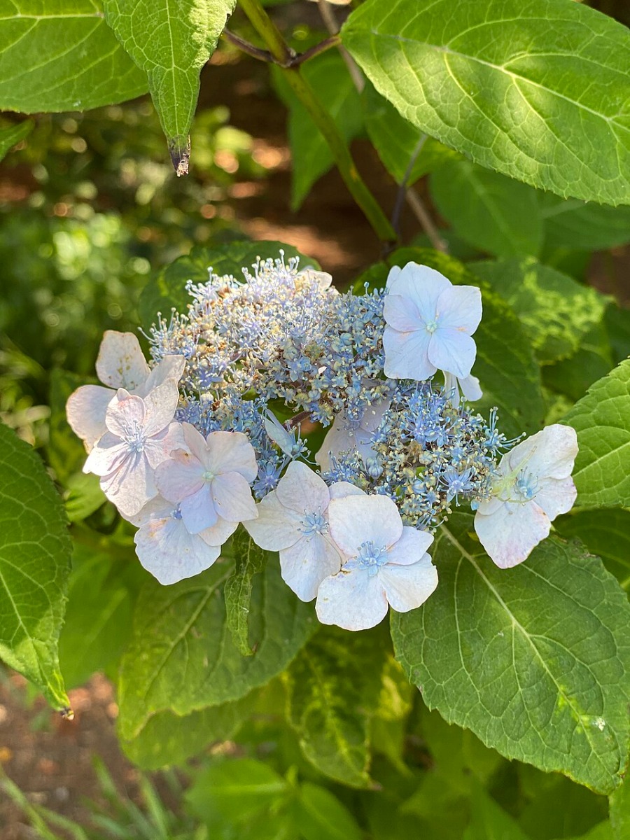De schermhortensia (Hydrangea arborescens) is een bladverliezende heester