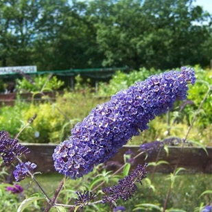 Wat is een vlinderstruik?