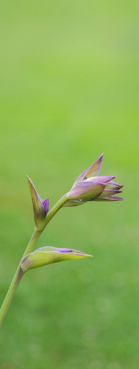Waarom zou je een hartlelie in je tuin willen?