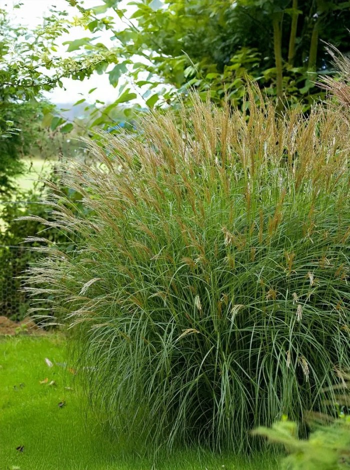 Waarom prachtriet een aanwinst is in de tuin