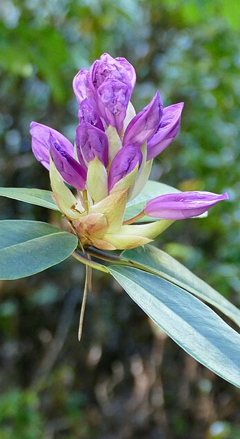 Waarom zou je rhododendron in je tuin willen?