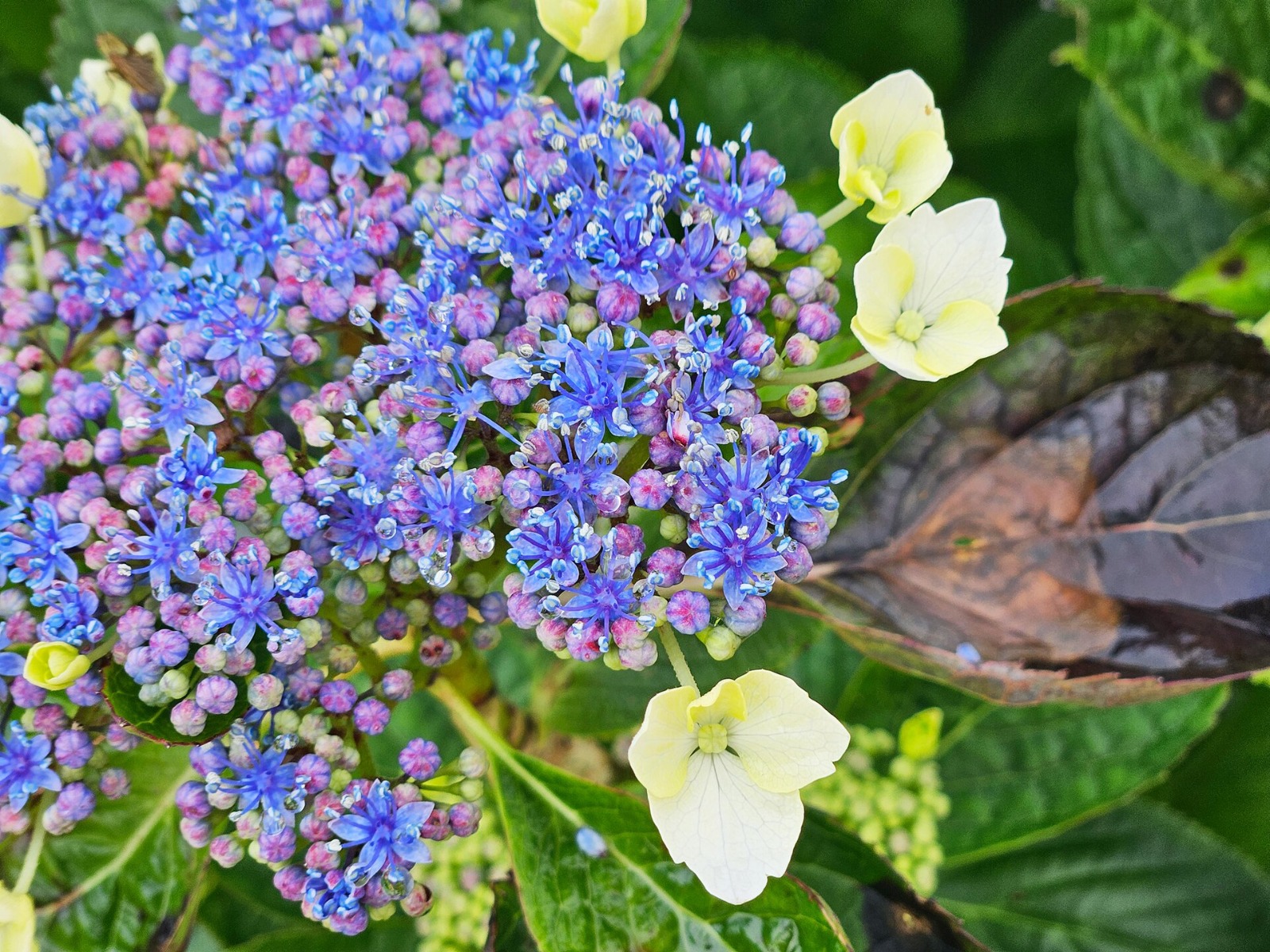 Schermhortensia kopen, waar let je op?