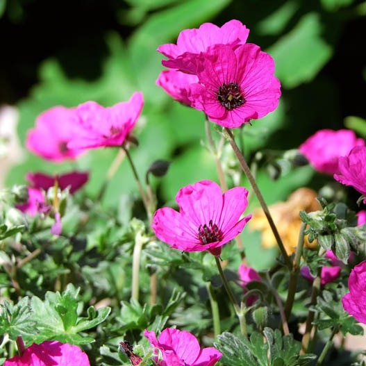 Geranium x cantabrigiense Biokovo