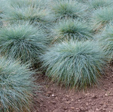 Welke siergrassen zijn wintervast?