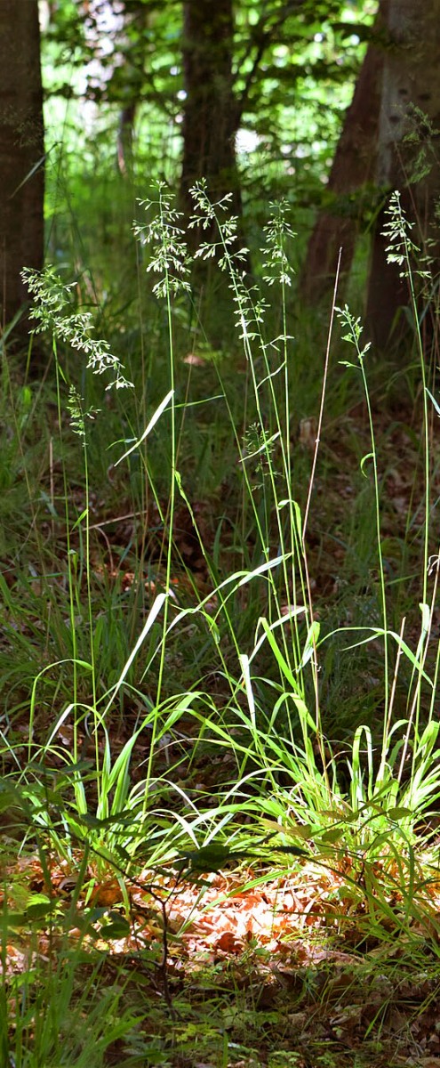 zwenkgras (Festuca glauca) border en rotsplant