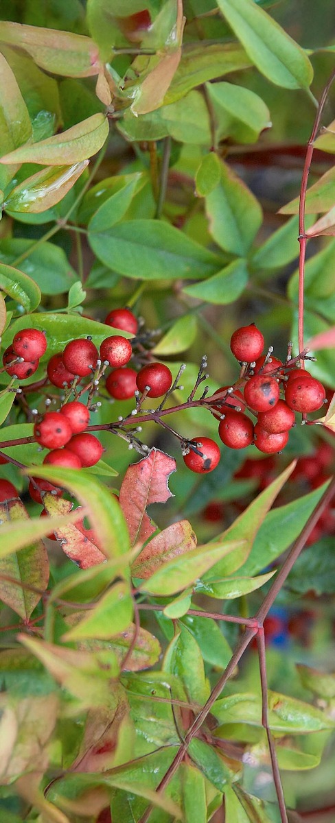 waarom wordt het blad van mijn nandina domestica geel?