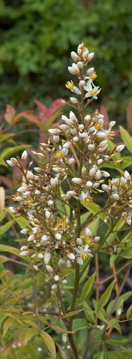 hoeveel water  heeft hemelse bamboe (nandina domestica) nodig?