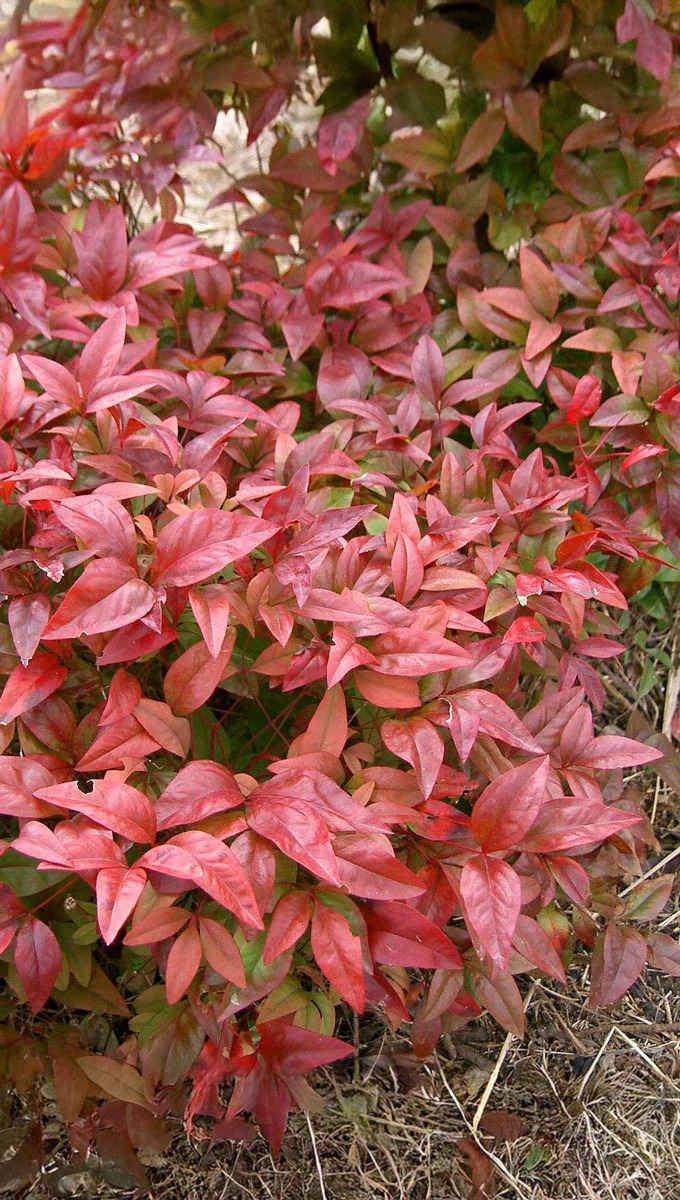 hoeveel zon heeft hemelse bamboe (nandina domestica) nodig.