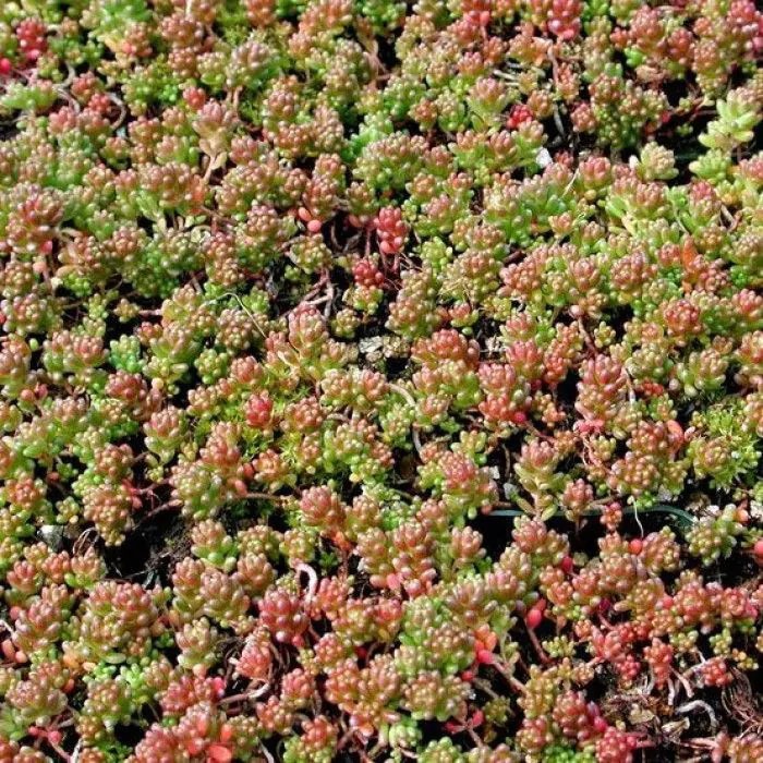 Hoe diep wortelt sedum?