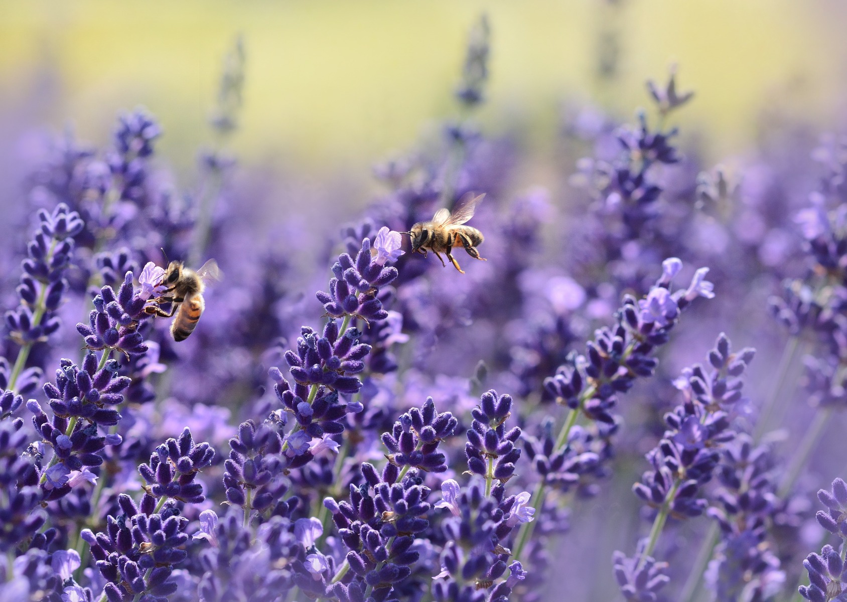 Hoe krijg je mooie lavendel