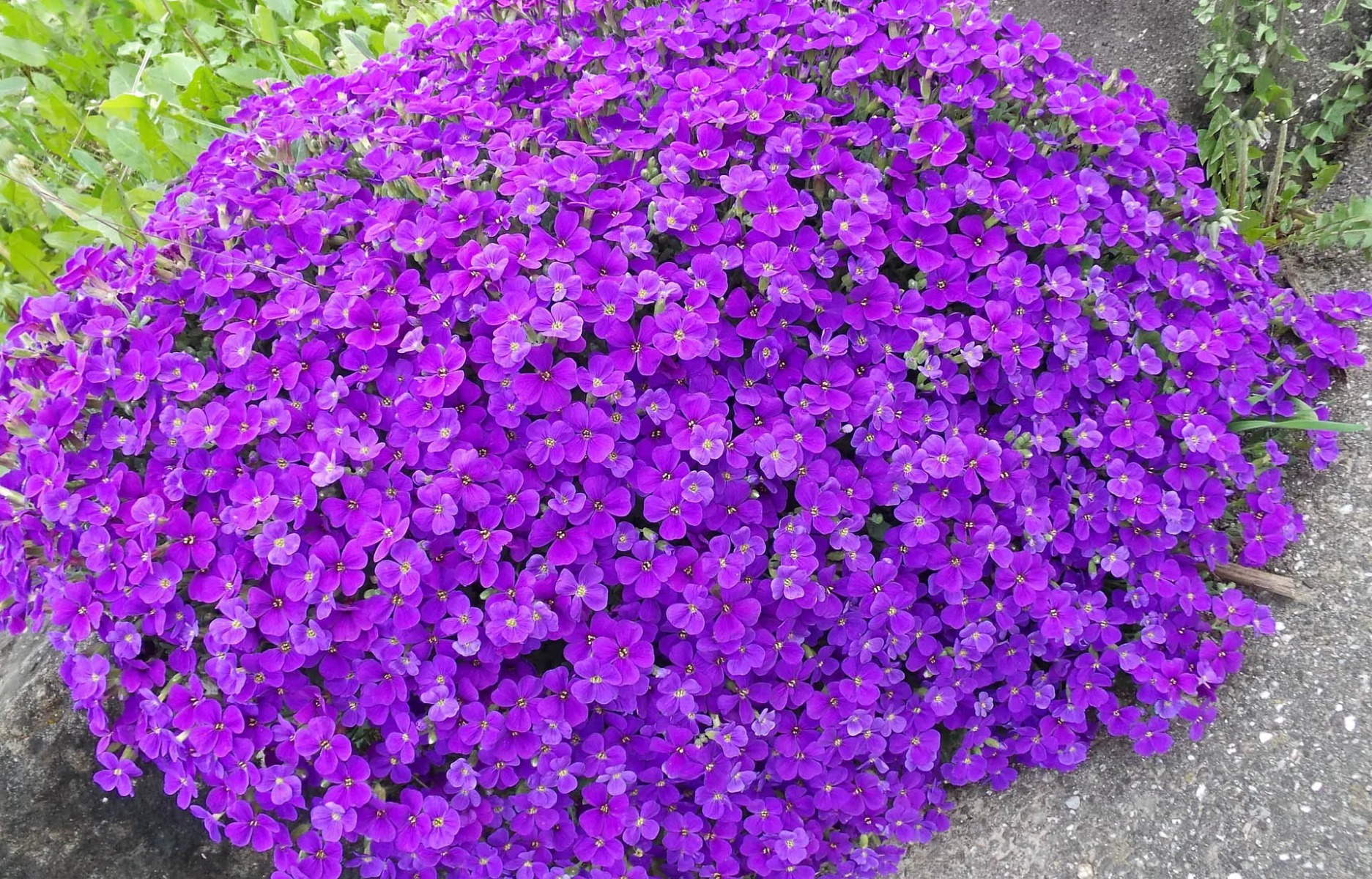 Hoe snoei je een randjesbloem?