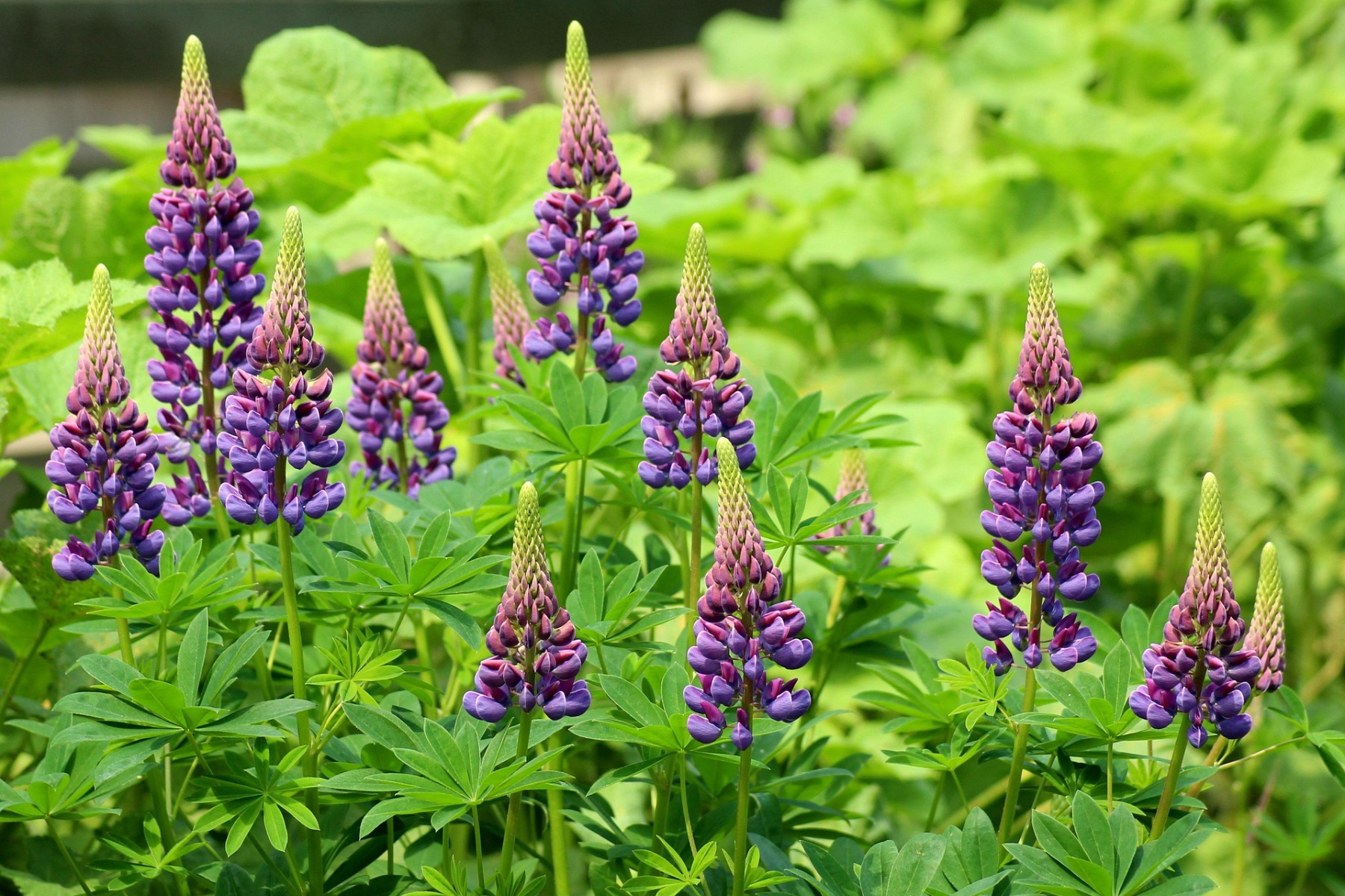 Hoe vaak bloeit een lupine?