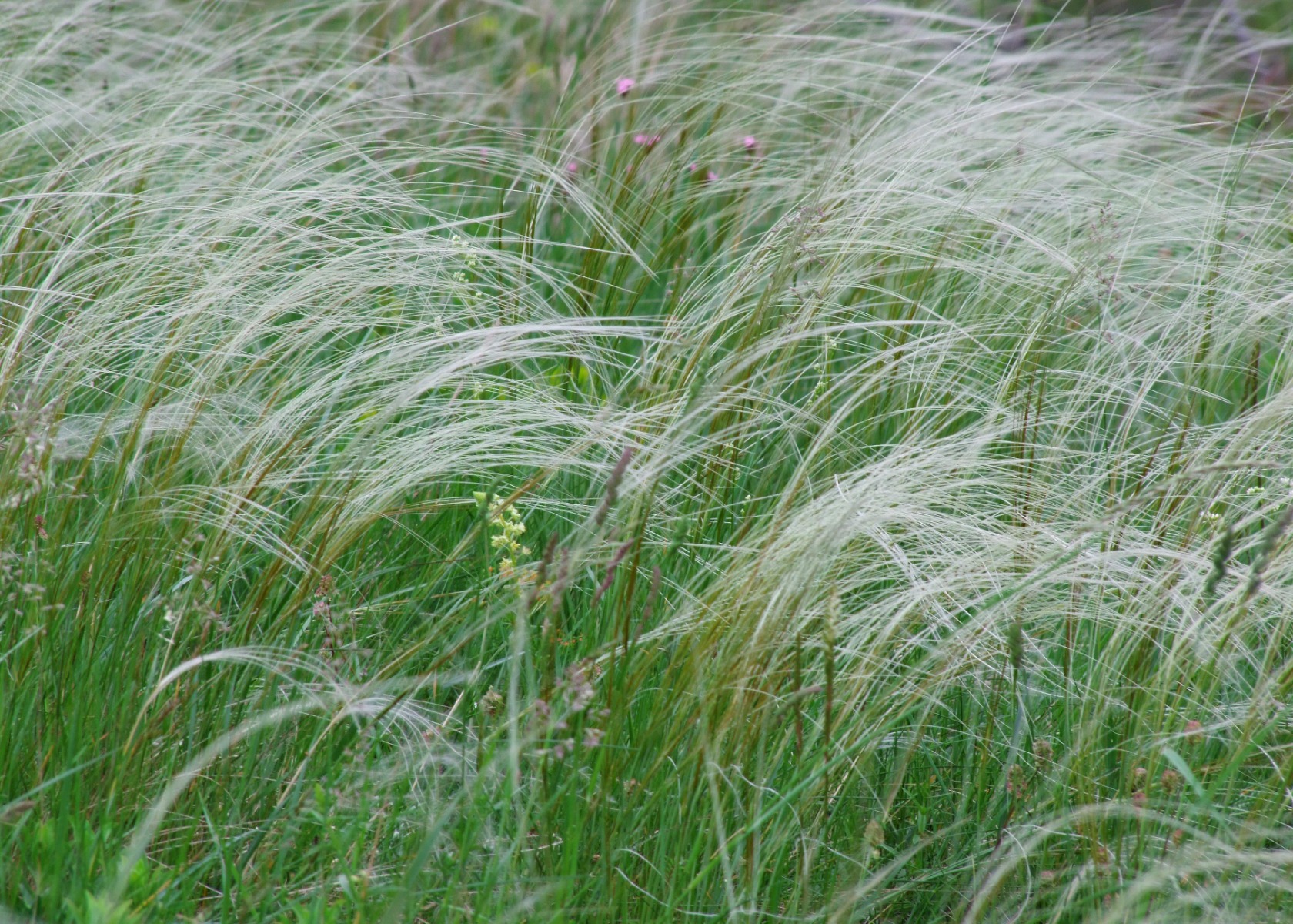 vedergras-in-schaduw