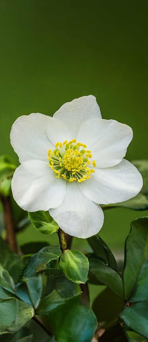 hoeveel water heeft een kerstroos (Helleborus niger) nodig?
