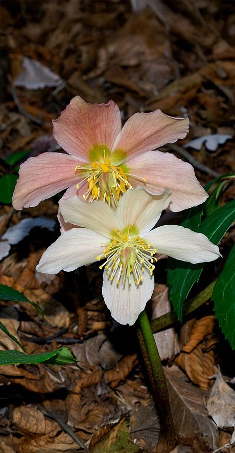 Welke plek past bij kerstroos (helleborus) niger?