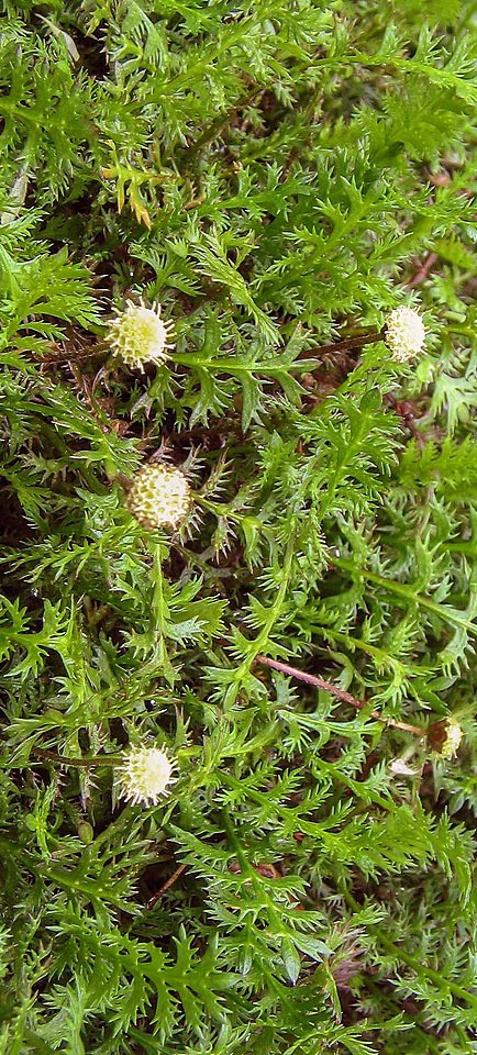 Hoeveel water heeft het koperknoopje (leptinella squalida) nodig?
