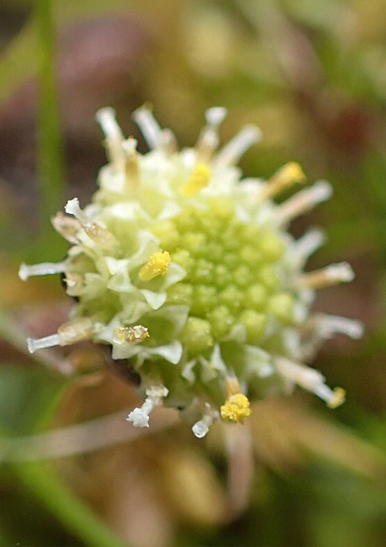 hoeveel licht heeft het koperknoopje (Leptinella squalida) nodig?