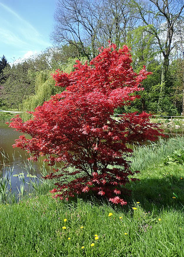 Hoe groot wordt Acer palmatum 'Bloodgood' en hoeveel ruimte heeft hij nodig?