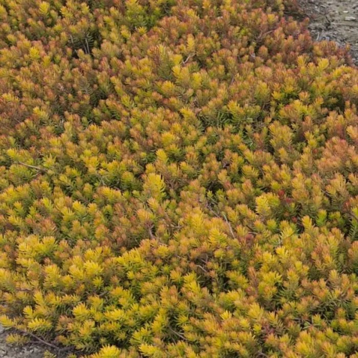 Sedum soorten van Het Groene Paradijs