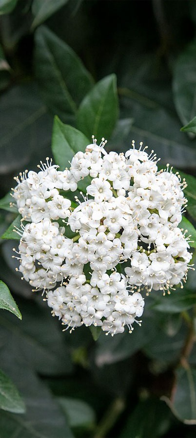 Hoeveel licht vraagt Viburnum?