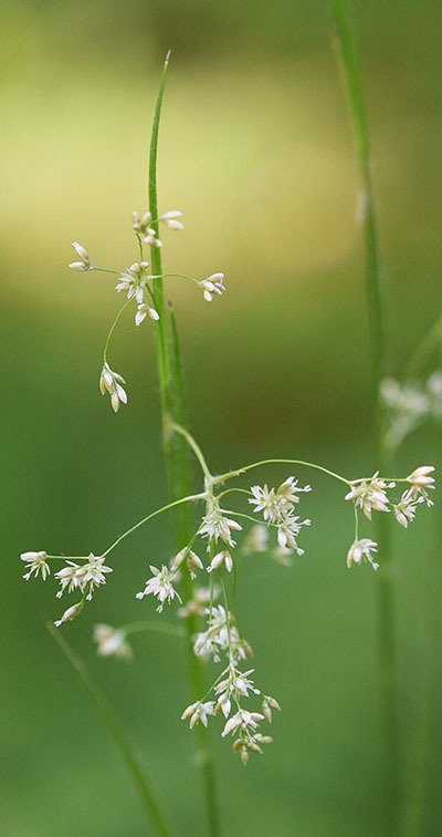 Waarom is veldbies eigenlijk geen gras?
