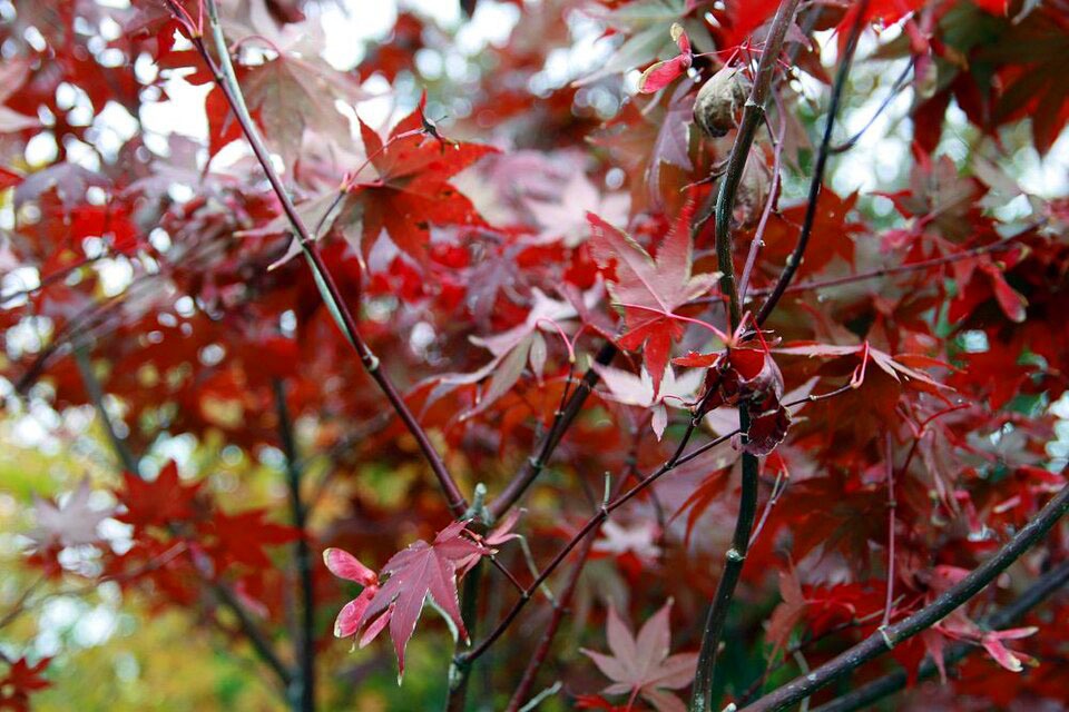 Waar komt de naam Acer palmatum 'Bloodgood' vandaan en hoe herken je de boom?