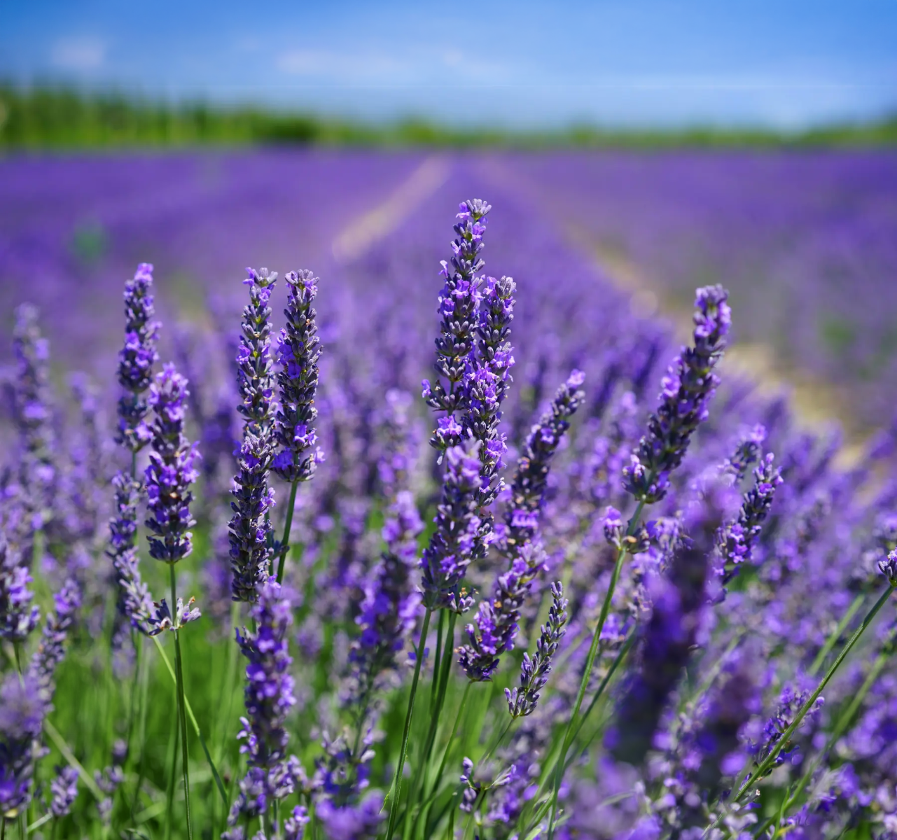 Waar en wanneer moet je lavendel planten