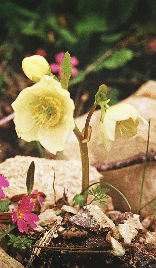 Waarom draag je handschoenen bij kerstroos (Helleborus niger)