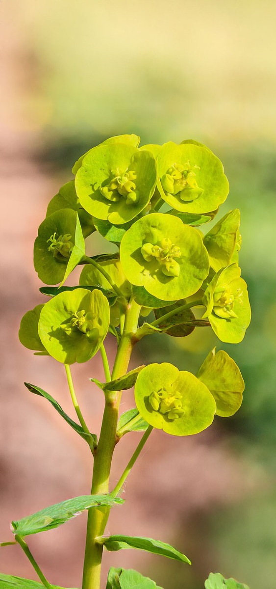 waarom draag je handschoenen bij wolfsmelk (euphorbia)