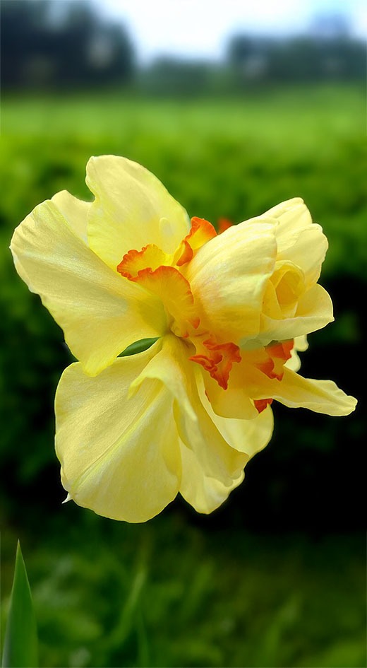 Wanneer kun je bloembollen planten in het najaar?
