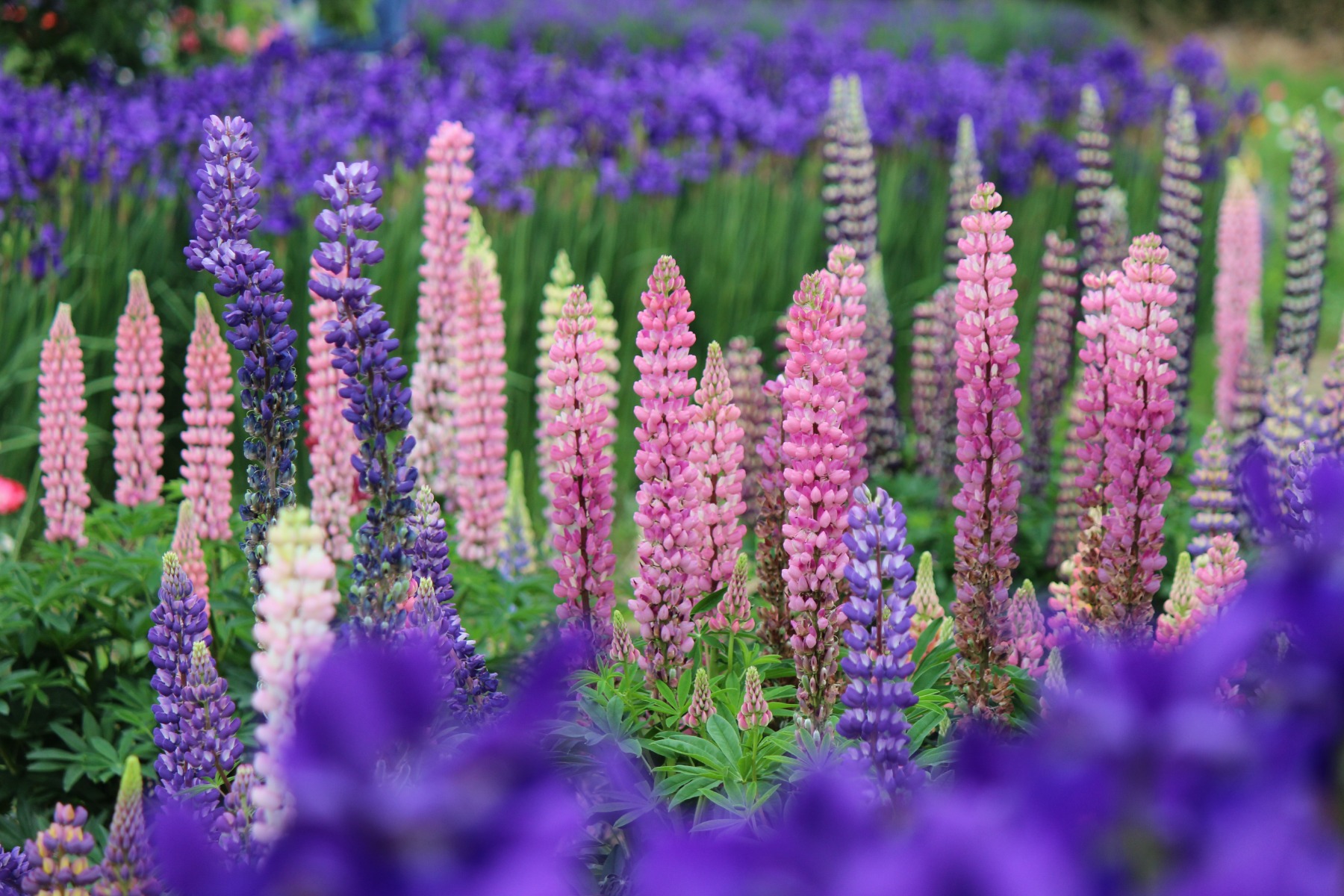 Wanneer kun je lupine planten?