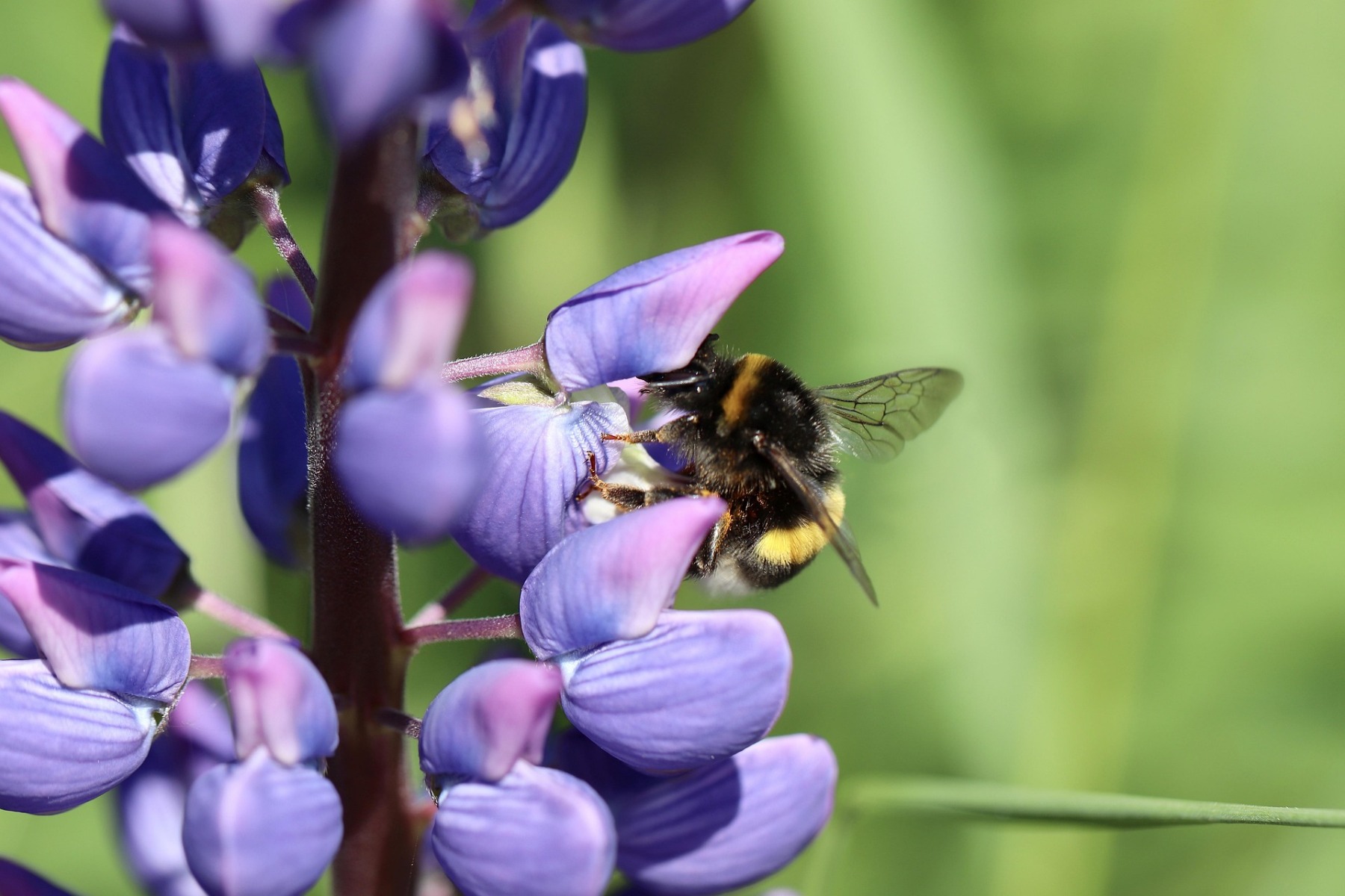 Wat geeft de lupine terug aan de tuin?