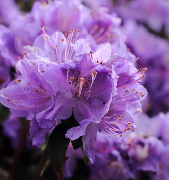 Wat is een rhododendron?