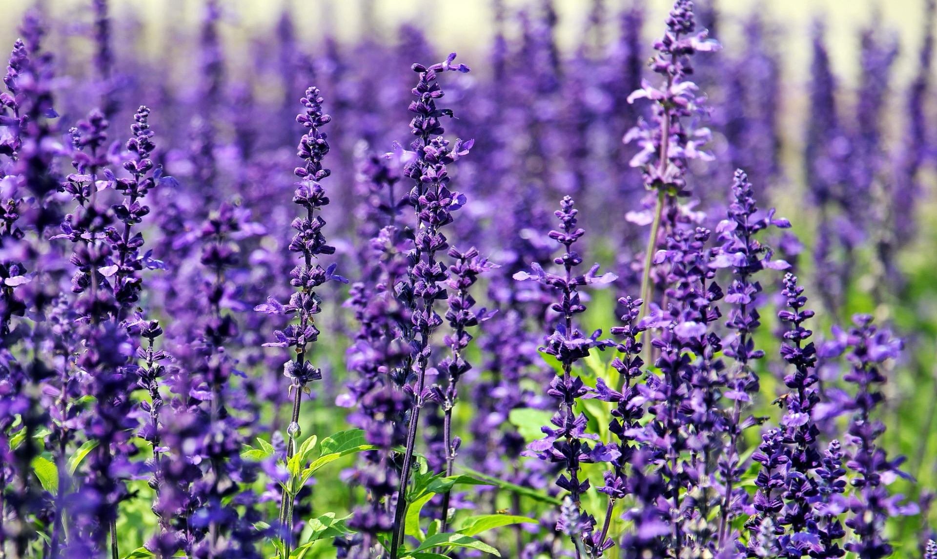 wat is lavendel