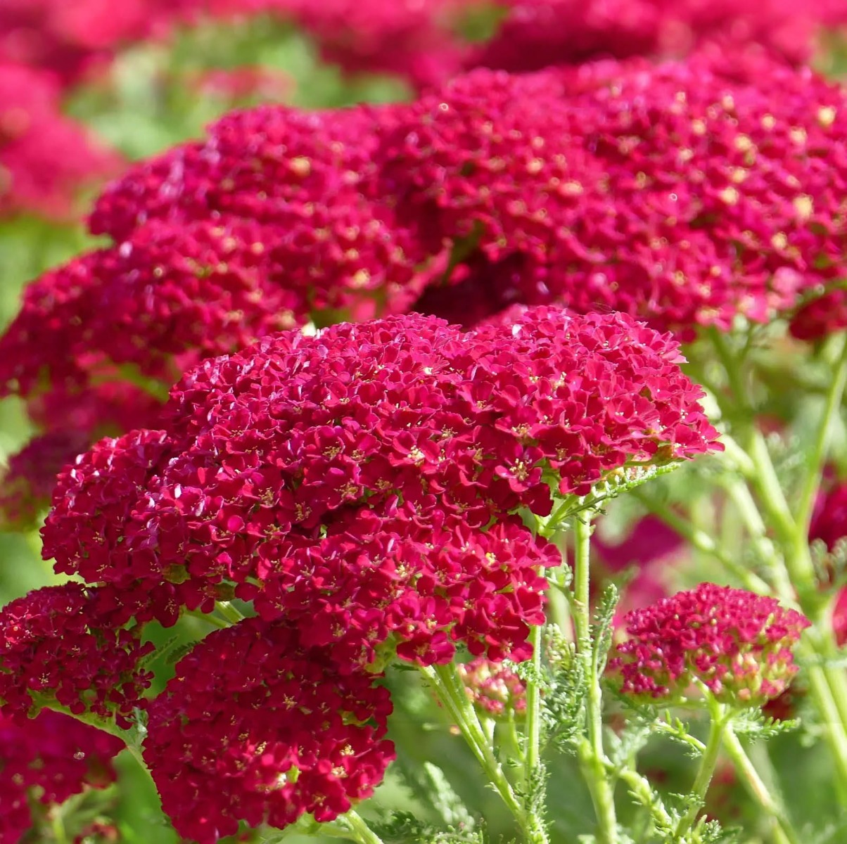 wat moet je niet planten in de buurt van duizendblad