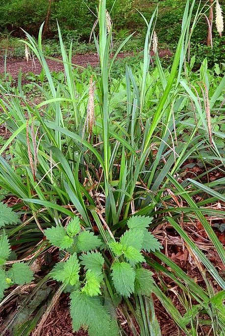zegge (carex) hoeveel water en hoeveel ruimte nodig?